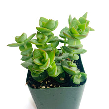 Load image into Gallery viewer, Crassula perforata: a closeup of a cluster of stems and leaves. The leaves are green, pudgy, and triangular, growing in pairs which alternate on the stem. The leaves have rosy margins, and a shape which almost makes the succulent look like a cluster of roses.

