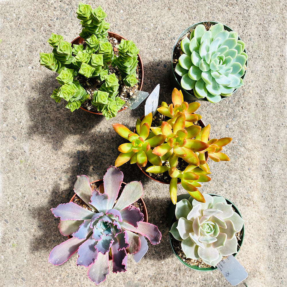 A gods-eye view of five different succulents in five nursery pots. The succulents are different colors and shapes to showcase variety.