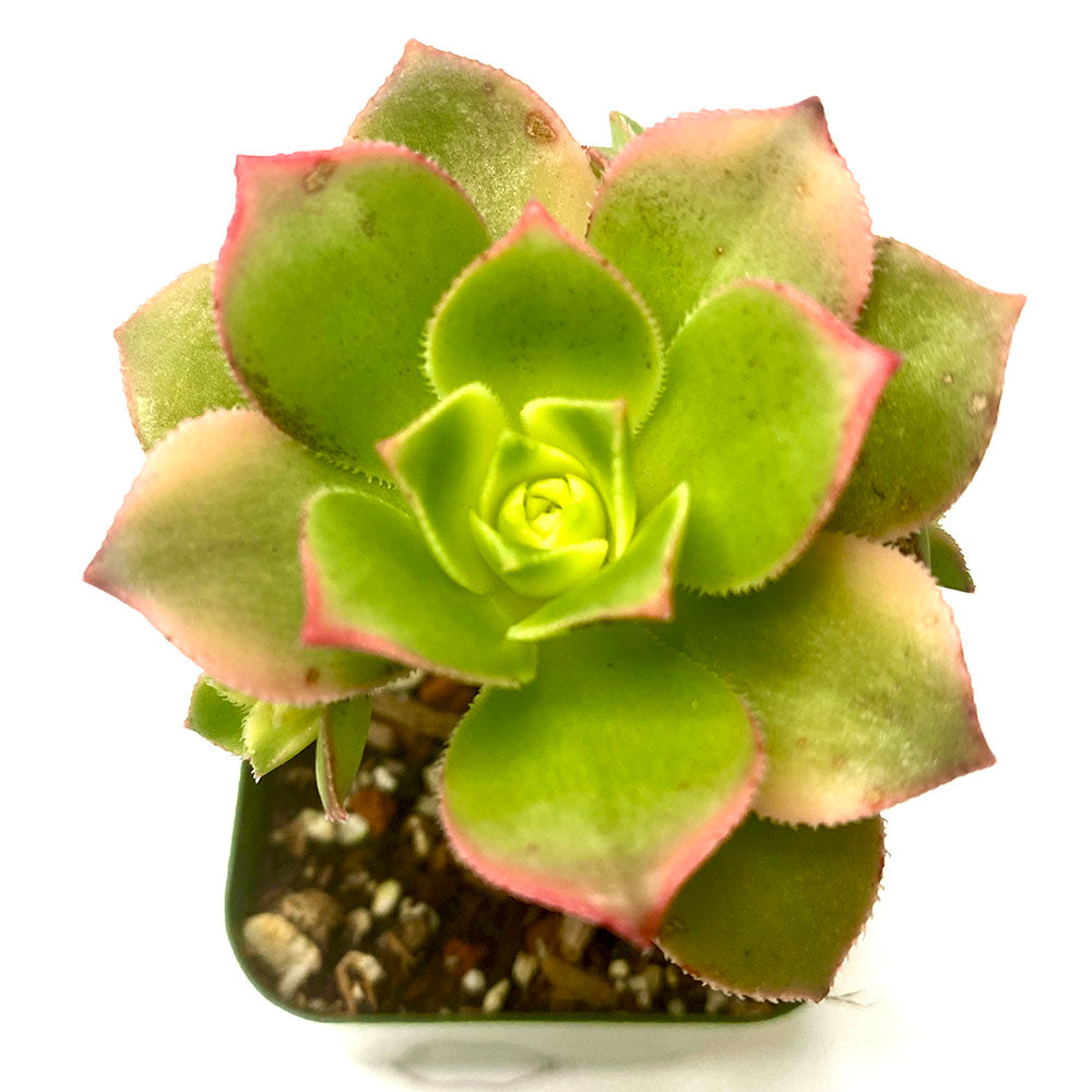 A closeup of a small rosette-forming succulent, which has short pointed leaves which are yellow in the center with a pink stripe on the margins.