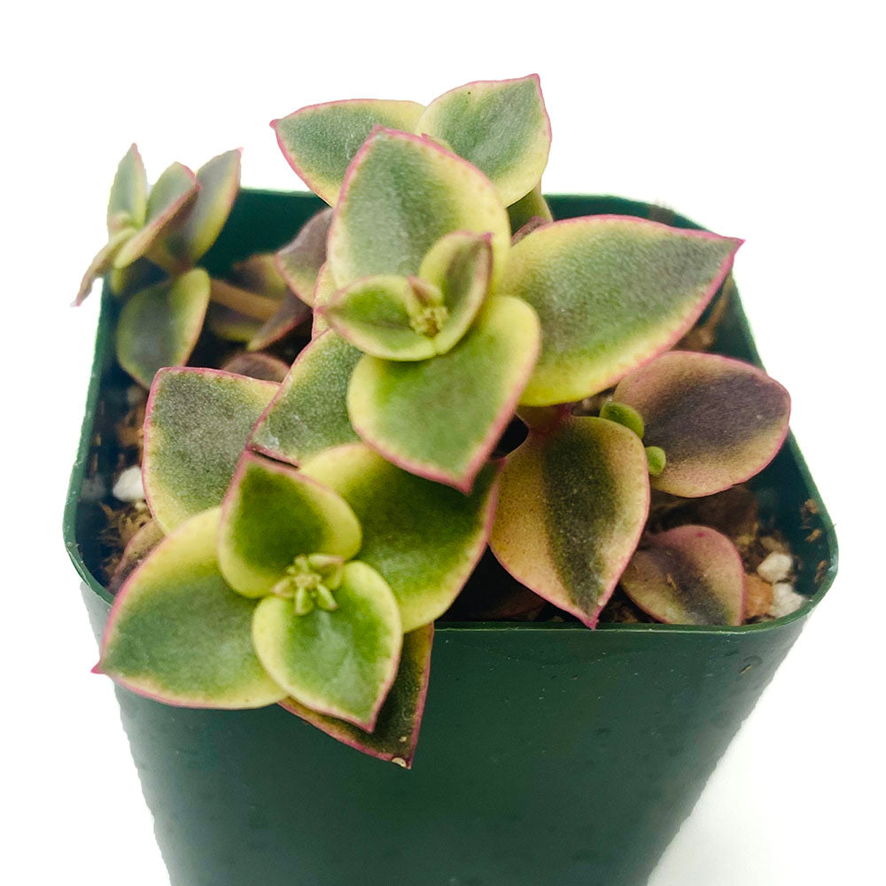 Crassula pellucida variegata: a closeup of a small creeping succulent, with pairs of opposite heart-shaped leaves, alternating sides. The leaves have a red-violet margin, and are green with a creamy stripe on either side of the leaf.