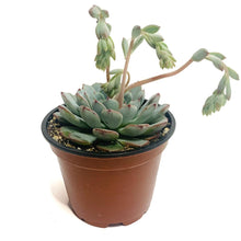 Load image into Gallery viewer, Echeveria pulidonis
