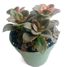 Load image into Gallery viewer, Multiple rosette-forming succulents in one pot, which all have nearly black leaves with splashes of cherry red and orange.
