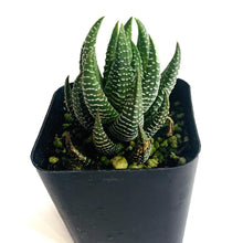 Load image into Gallery viewer, A closeup of a succulent rosette with long pointed leaves, which begin to curl into the center of the rosette. Each leaf is green, with horizontal stripes made up of white dots appearing uniformly throughout.
