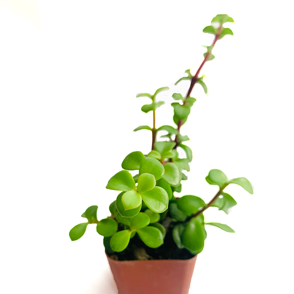 A small, vertically growing succulent with multiple woody branches and small, green, rounded leaves.