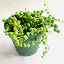 Load image into Gallery viewer, String of Pearls: a trailing succulent with chunky, green, spherical leaves resembling pearls.
