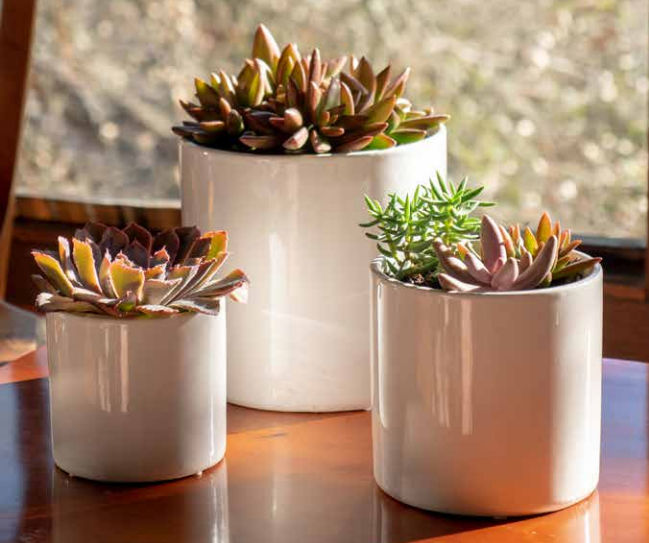 Three white cylindrical pots of different sizes sit on a table near a window. The planters contain succulents of different colors, shapes, and sizes.