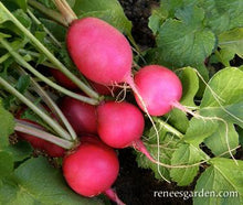 Load image into Gallery viewer, A few bright pink radishes sit next to unplucked radish plants.
