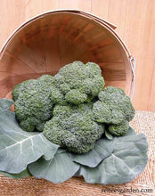 Load image into Gallery viewer, An overturned basket displays multiple large heads of broccoli, cushioned by large leaves.
