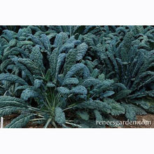 Load image into Gallery viewer, A garden full of large Italian heirloom kale plants.
