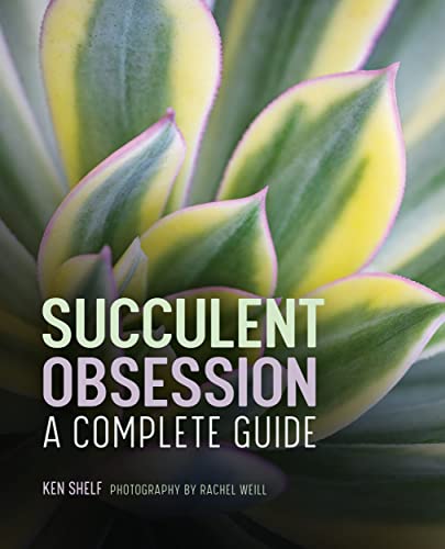 Succulent Obsession: a Complete Guide