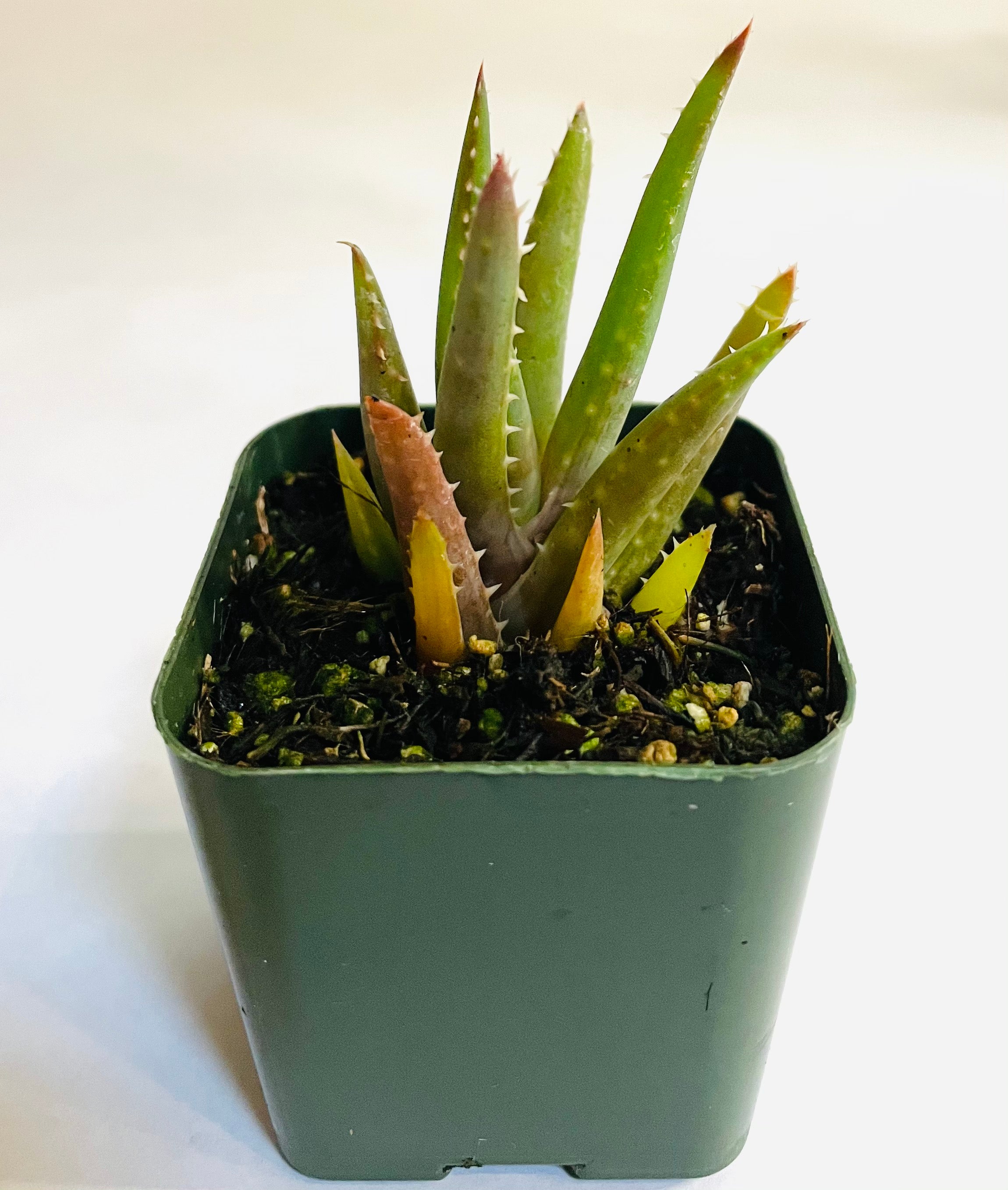 Aloe Crosby's Prolific: a closeup of a small rosette-forming succulent, which has green semi-translucent leaves with harmless teeth along the edges.