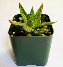 Load image into Gallery viewer, Aloe juvenna: a closeup of a small rosette-forming succulent, with fleshy green pointed leaves covered in small white bumps and teeth.
