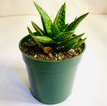Load image into Gallery viewer, Aloe juvenna: a rosette-forming succulent, with fleshy green pointed leaves covered in small white bumps and teeth.
