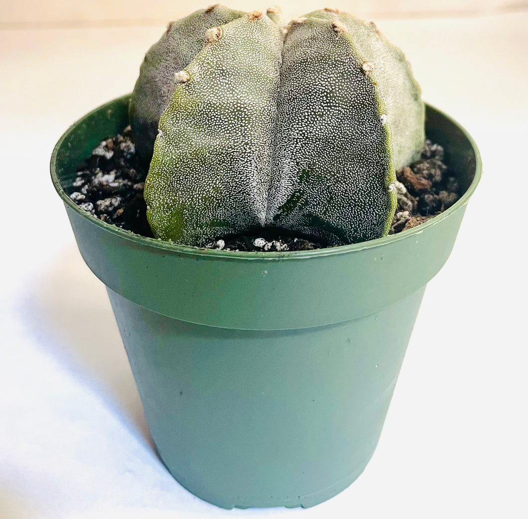 A small spineless cactus shaped like a bishop's cap. The cactus is covered in many white spots, which gives the plant an overall white appearance.