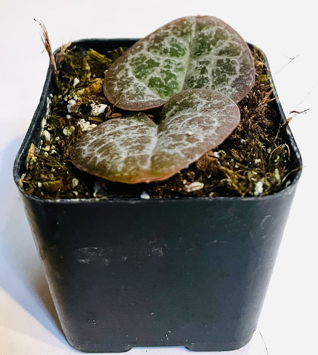 Ceropegia woodii 'String of Hearts'