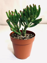 Load image into Gallery viewer, Crassula ovata &#39;ET&#39;s Fingers&#39;
