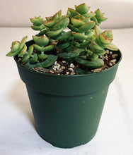 Load image into Gallery viewer, Crassula perforata: a cluster of stems and leaves. The leaves are green, pudgy, and triangular, growing in pairs which alternate on the stem. The leaves have rosy margins, and a shape which almost makes the succulent look like a cluster of roses.
