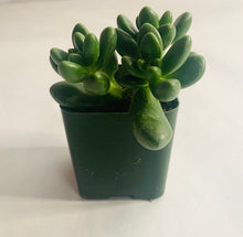 Load image into Gallery viewer, Three rosette-shaped succulents in a pot with extremely chunky, deep green, bean-shaped leaves. One leaf in the front is more massive than the others, and reaches out toward the camera.
