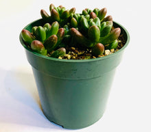 Load image into Gallery viewer, Multiple rosette-shaped succulents in a pot with chunky, deep green, bean-shaped leaves.

