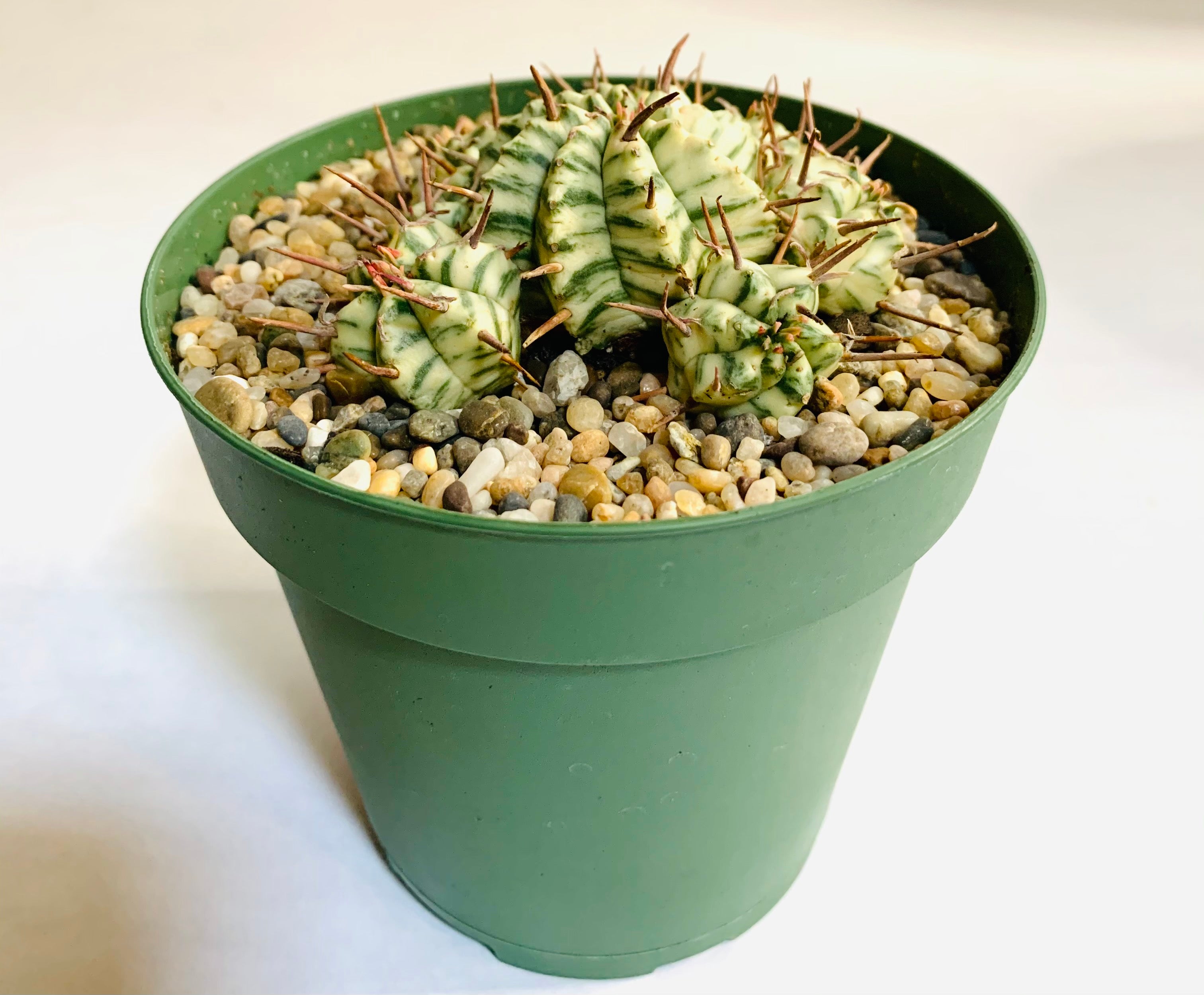 A cactus-like succulent which is spherical in shape. There is a larger main succulent, with multiple smaller pups surrounding it. The succulents have horizontal stripes in creamy yellow and green, with uniform thorns throughout.