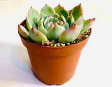 Load image into Gallery viewer, Echeveria colorata: a rosette-shaped succulent with bright green leaves, and pointed pink tips.
