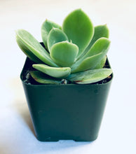 Load image into Gallery viewer, Echeveria &#39;Lemon Lime&#39;
