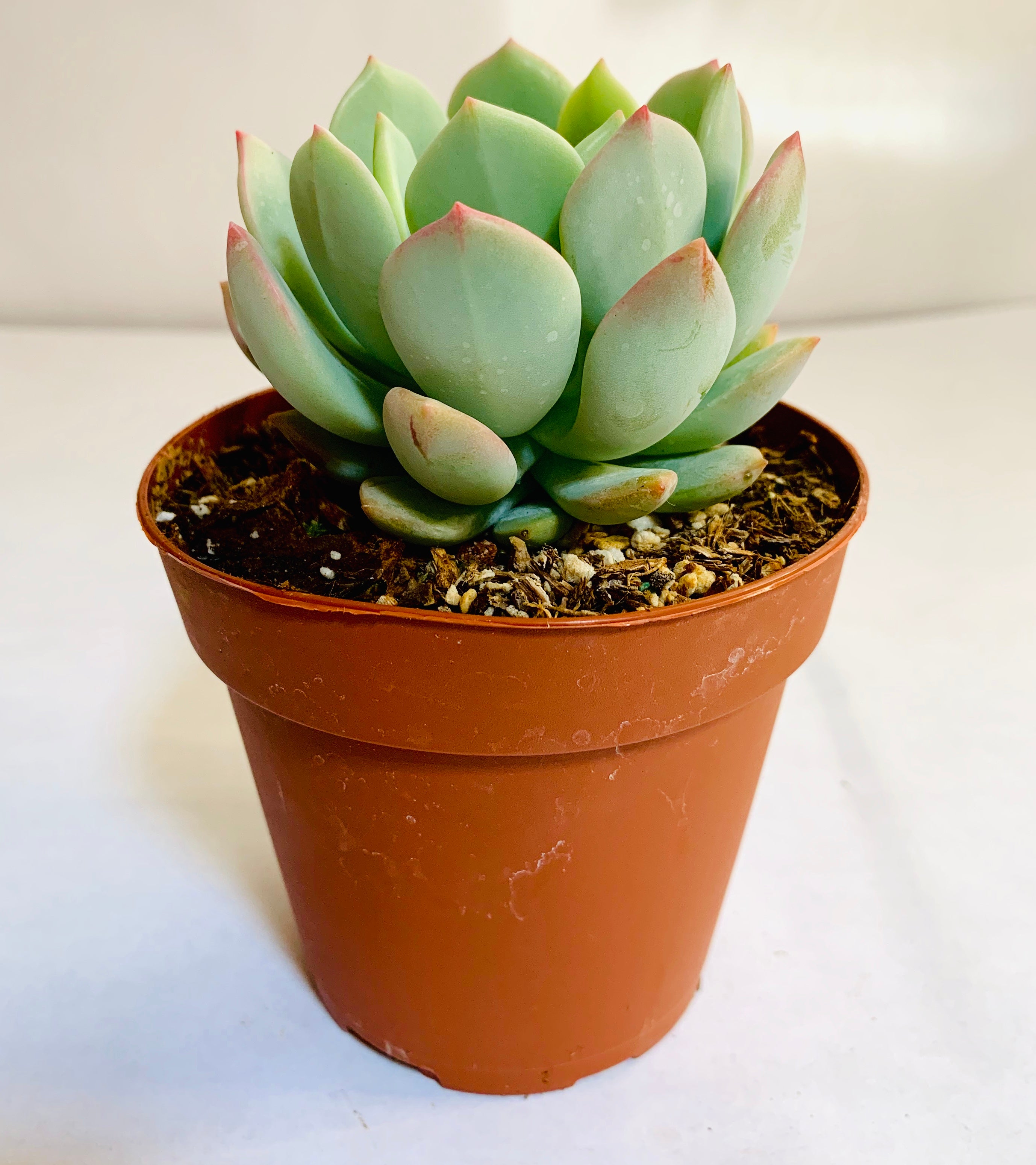 A pristine, single rosette-shaped succulent. The leaves are light blue-green, with rosy pink tips.