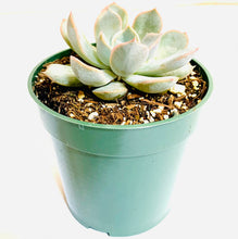 Load image into Gallery viewer, Echeveria Orion: a rosette with chunky leaves. The leaves are light green, with pink tips. The leaves will turn purple when given plenty of direct sun.
