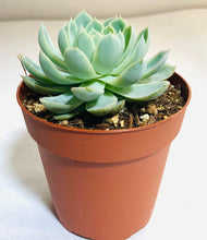 Load image into Gallery viewer, Echeveria &#39;Violet Queen&#39;
