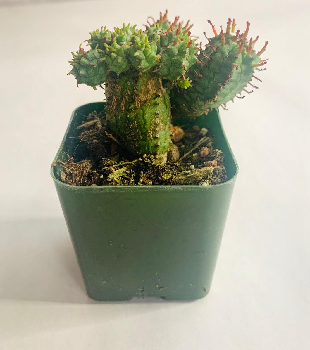 A green cactus-like succulent with small thorns sticking out. The top of the succulent has multiple smaller rounded growths, and some of the thorns are bright red.