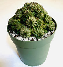 Load image into Gallery viewer, A clumping succulent mound, with chubby deep green stems which are covered in rows of tubercles.
