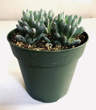 Load image into Gallery viewer, Graptopetalum pachyphyllum: a cluster of blue-green rosettes made up of jelly bean-shaped leaves.
