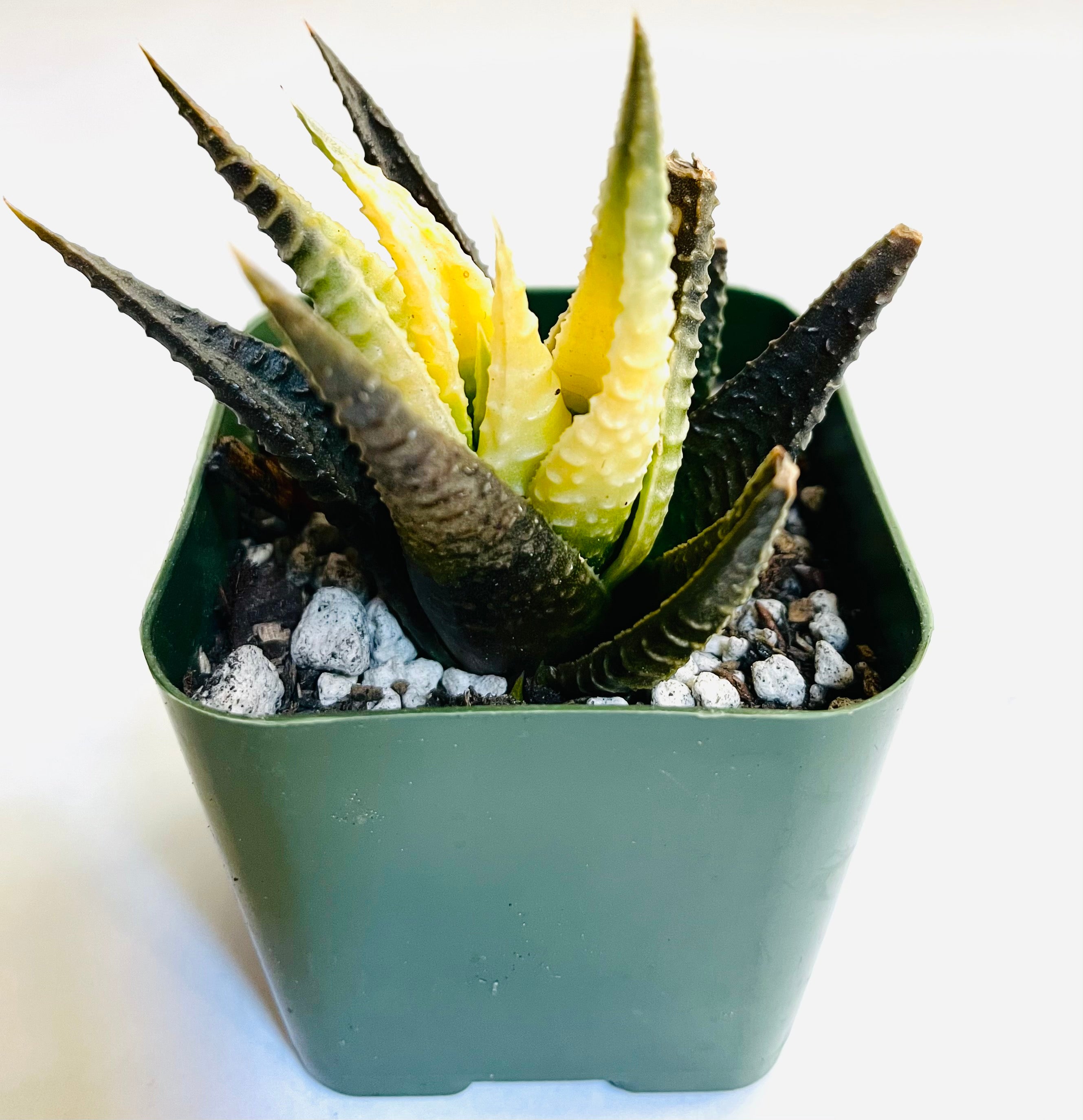 A rosette succulent with pointed leaves, which have horizontal grooves along the leaves. The outer leaves are a deep green that looks almost black, while the inner leaves are a sunny yellow.