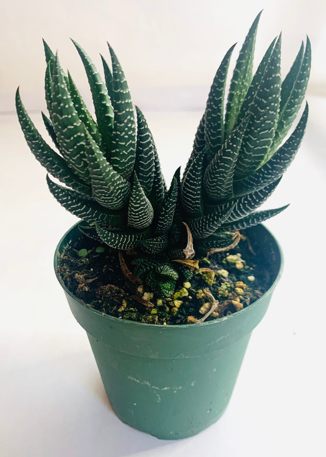A succulent made up of two towering succulents which form two tall rosettes. The leaves are long and pointed and begin to curl into the center of the rosette. Leaves are green, with horizontal stripes of white dots uniformly appearing throughout.