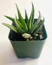 Load image into Gallery viewer, Haworthia selexie: a closeup of a rosette-shaped succulent with long pointed leaves. The leaves are green, with uniform white spots.
