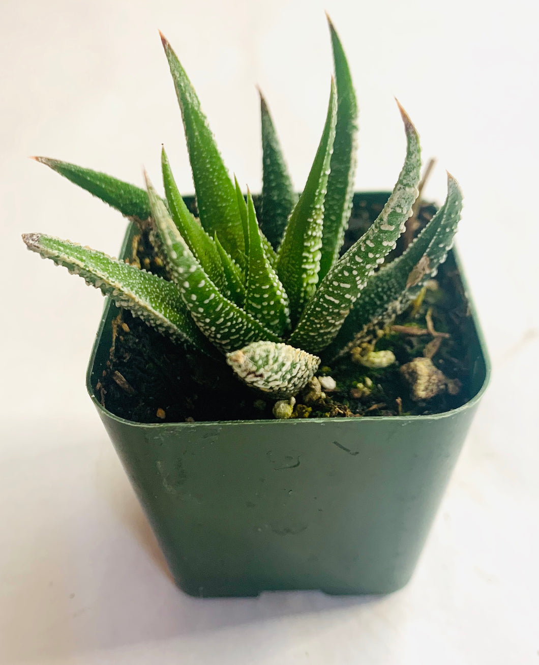Haworthia selexie: a closeup of a rosette-shaped succulent with long pointed leaves. The leaves are green, with uniform white spots.