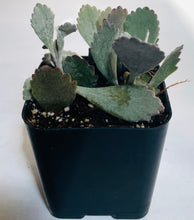 Load image into Gallery viewer, Kalanchoe pumila

