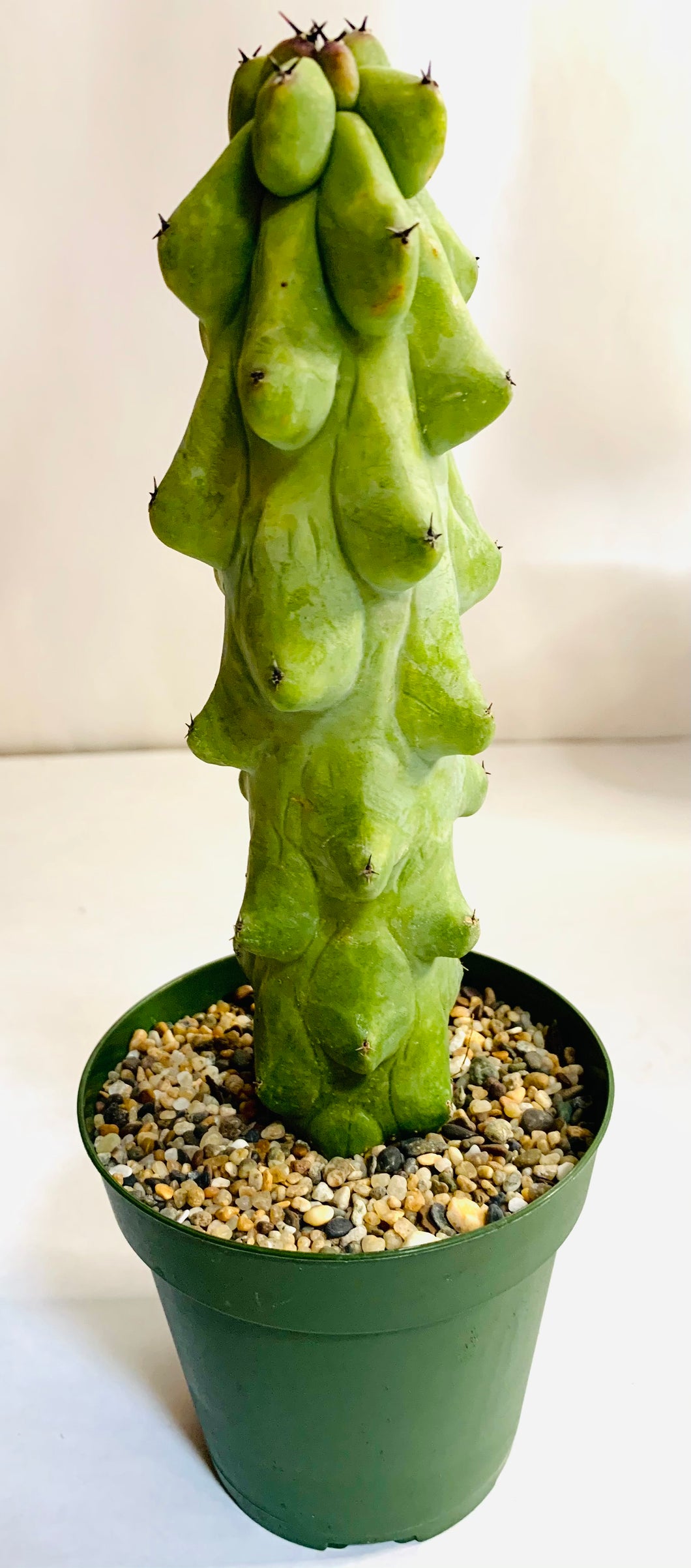 A tall vertical-growing blue-green cactus. The cactus is uniformly covered in bulbous growths, at the tip of which grows small cactus spines.