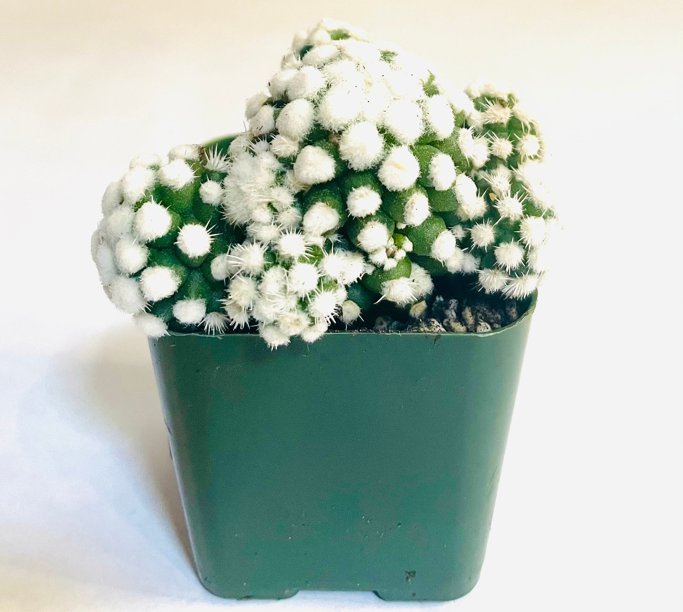 A closeup of a dense cluster of small globe-shaped cacti, which have densely covered in fuzzy white spines, out of which grow small but mostly harmless white spines. Because of the density of the white spots, the cacti almost appear to be entirely white in appearance.