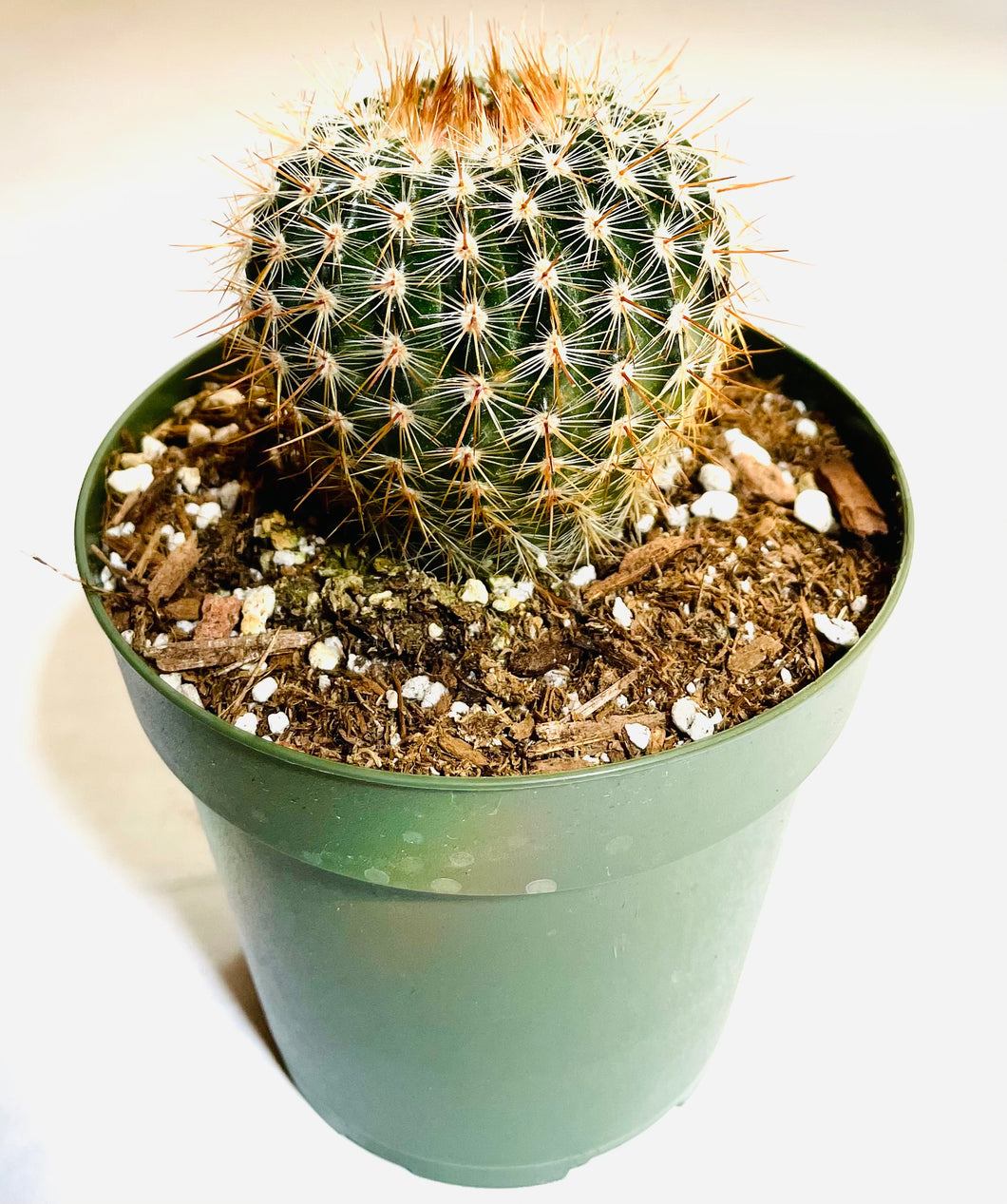 A small globe-shaped cactus with many white bristle-like spines. The spines forming at the top of the cactus are a gold color.