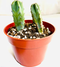 Load image into Gallery viewer, Two small columnar blue-green cacti grow in the same grow pot. They have small clusters of spines growing uniformly along each rib.
