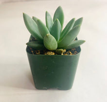 Load image into Gallery viewer, Pachyphytum compacta
