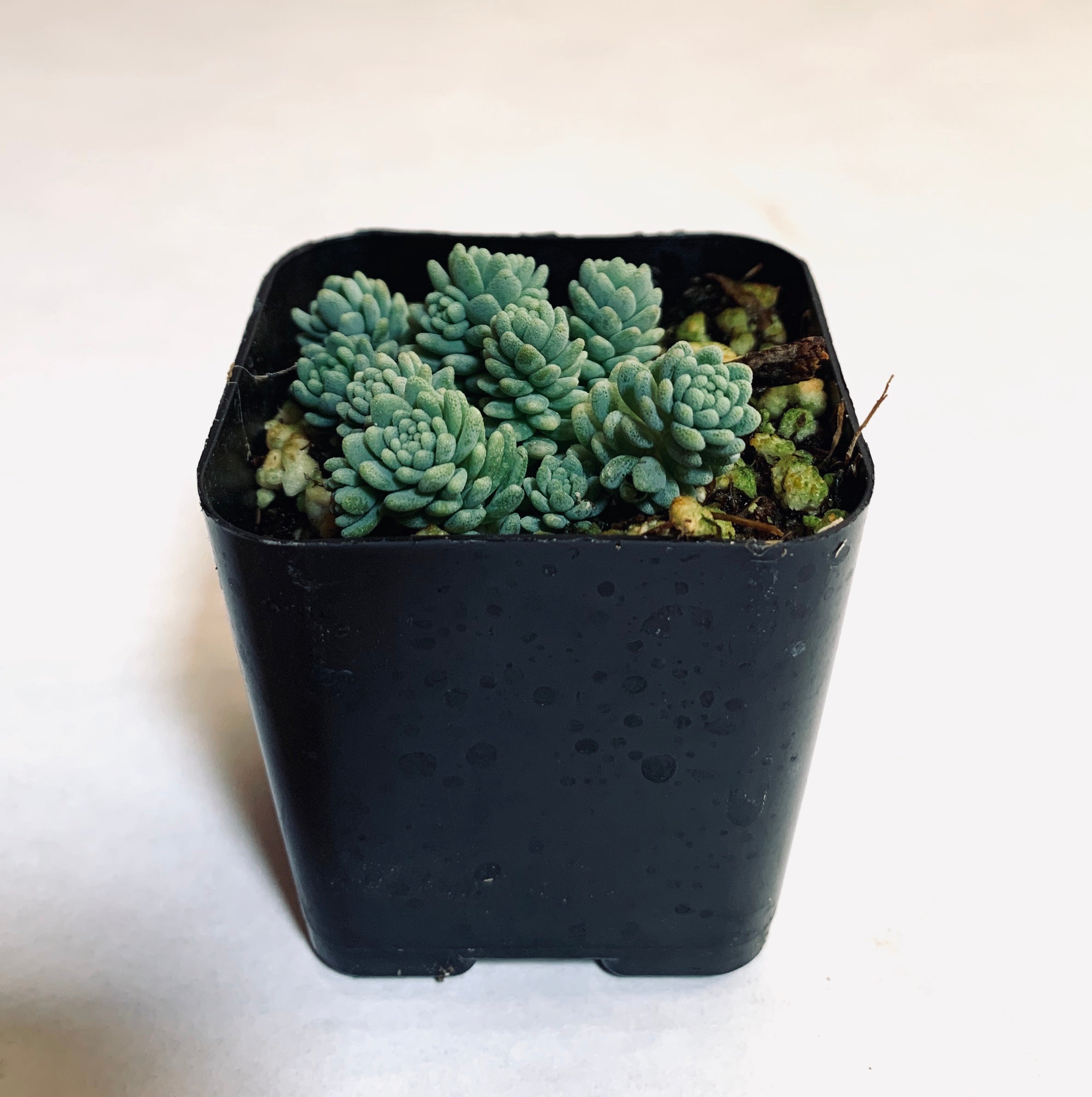 Sedum Fuzzy Wuzzy: a closeup of a low-growing succulent which forms a dense mat of miniature blue-green rosettes.