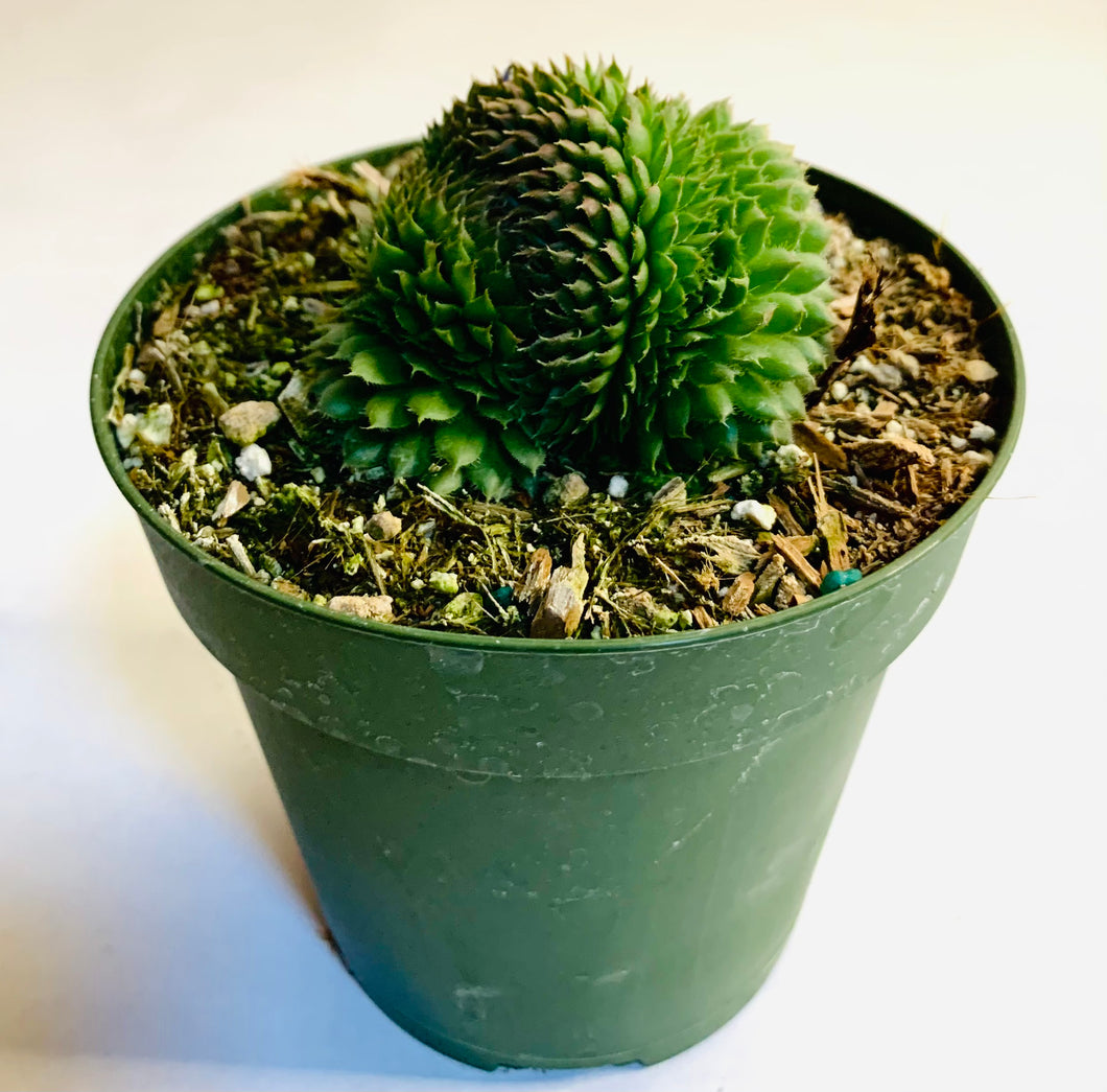 A succulent with many short pointed leaves growing in a crested form, which is to say the leaves grow along a flattened stem that creates an interesting brain-like shape. The leaves are green, with some fine white hairs.