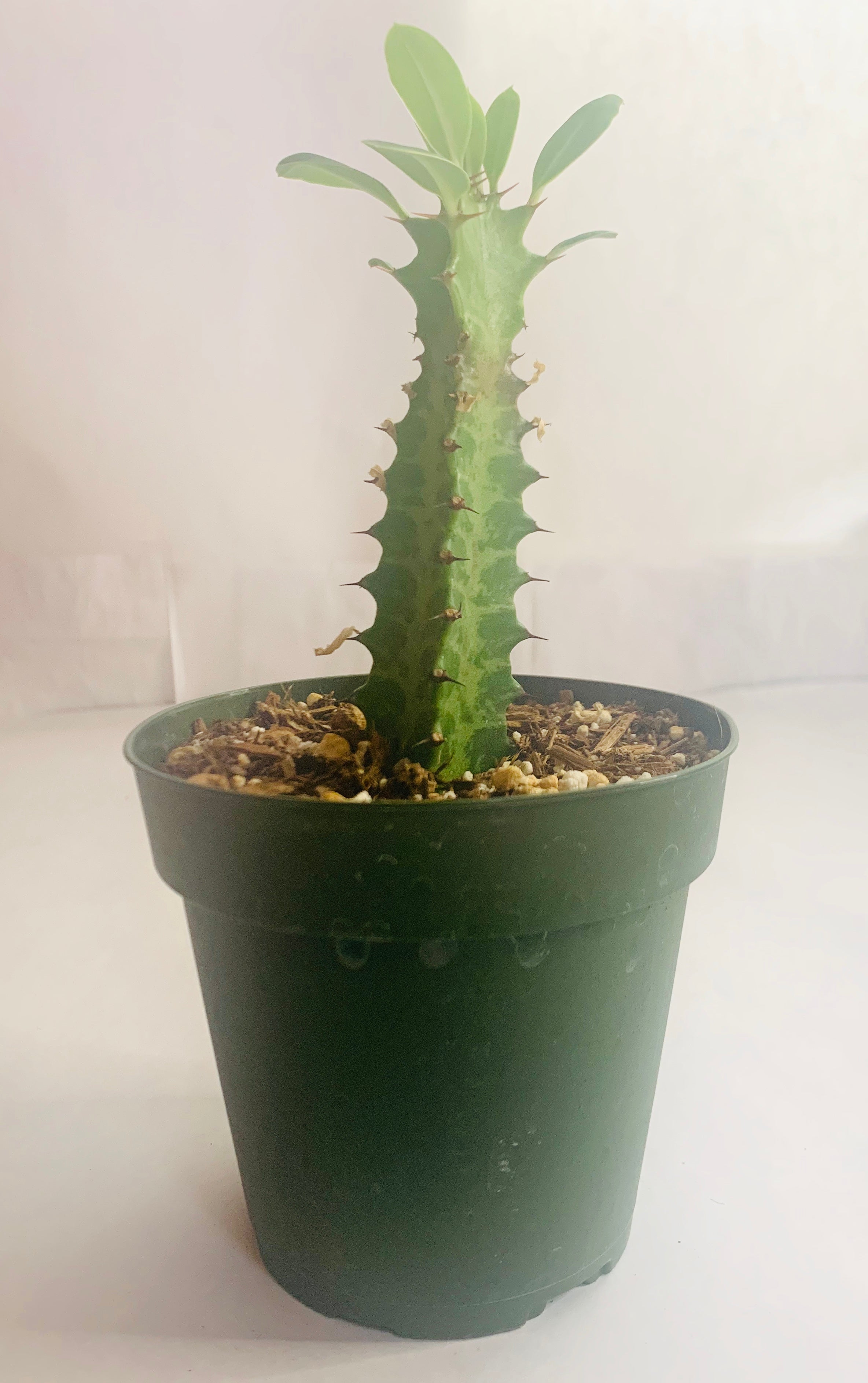 Euphorbia trigona Green, 4-inch