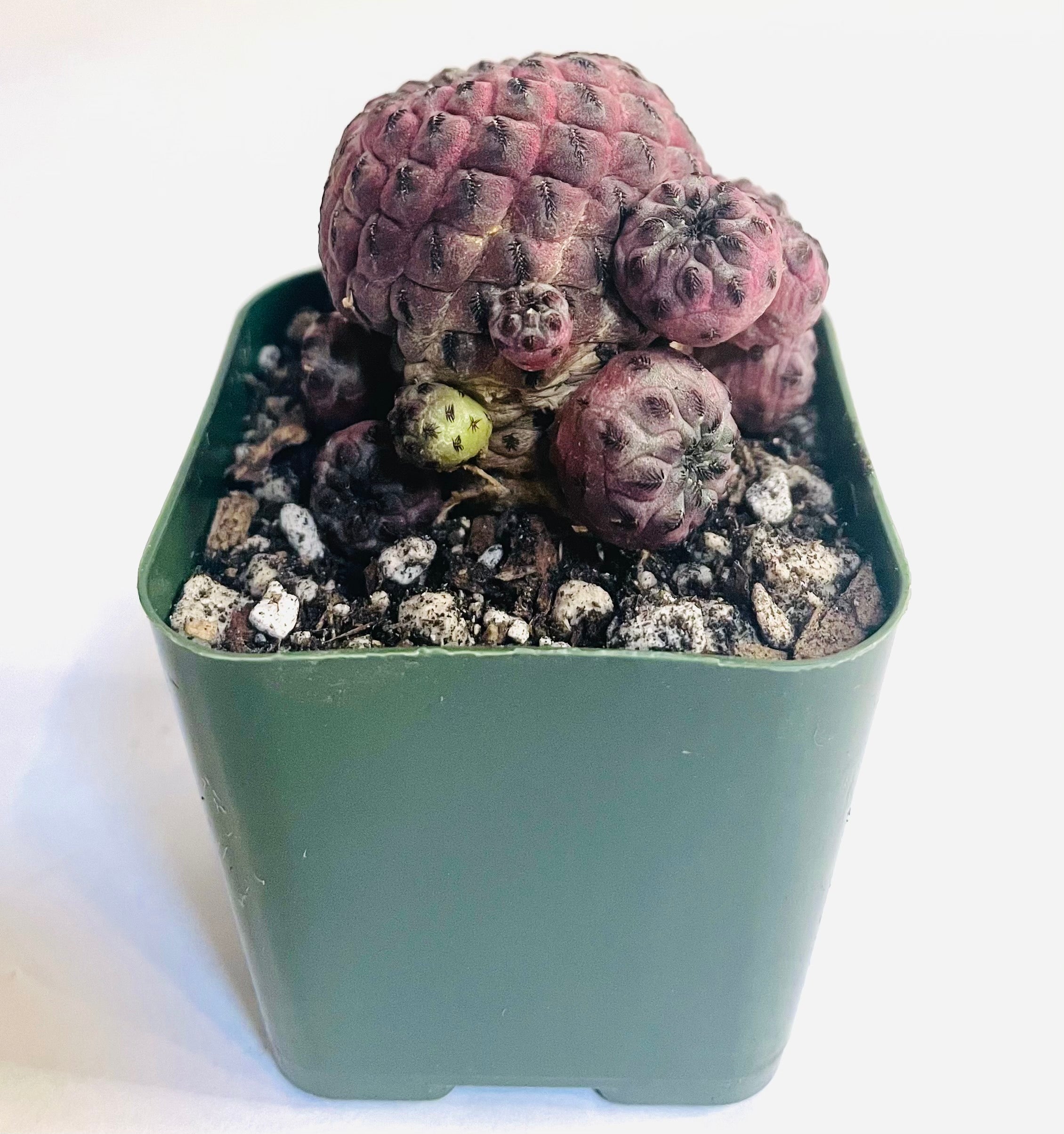 A closeup of a small red-violet cactus with small spines which hug the body closely. The main large central cactus is covered at its base by a cluster of smaller pups, which are identical in appearance other than their small size.