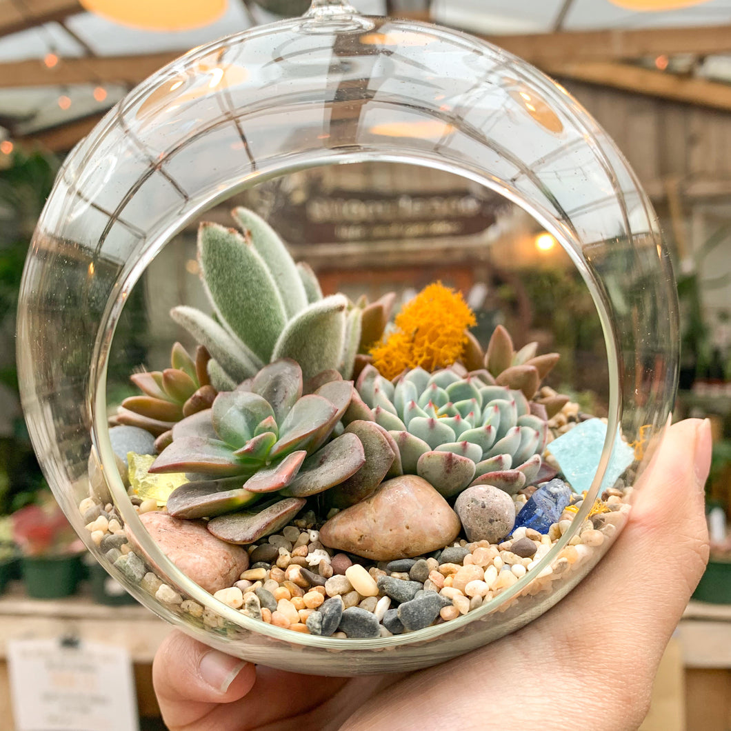 A hand holds a glass globe which is open in front. The globe is planted with succulents of different shapes, sizes, and colors. There is a tuft of bright mustard yellow moss in the back. The succulents are planted into aquarium sand.
