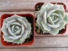 Load image into Gallery viewer, An above view of two small rosette-shaped succulents, with blue-green and grey leaves. Leaves are tipped in pink.
