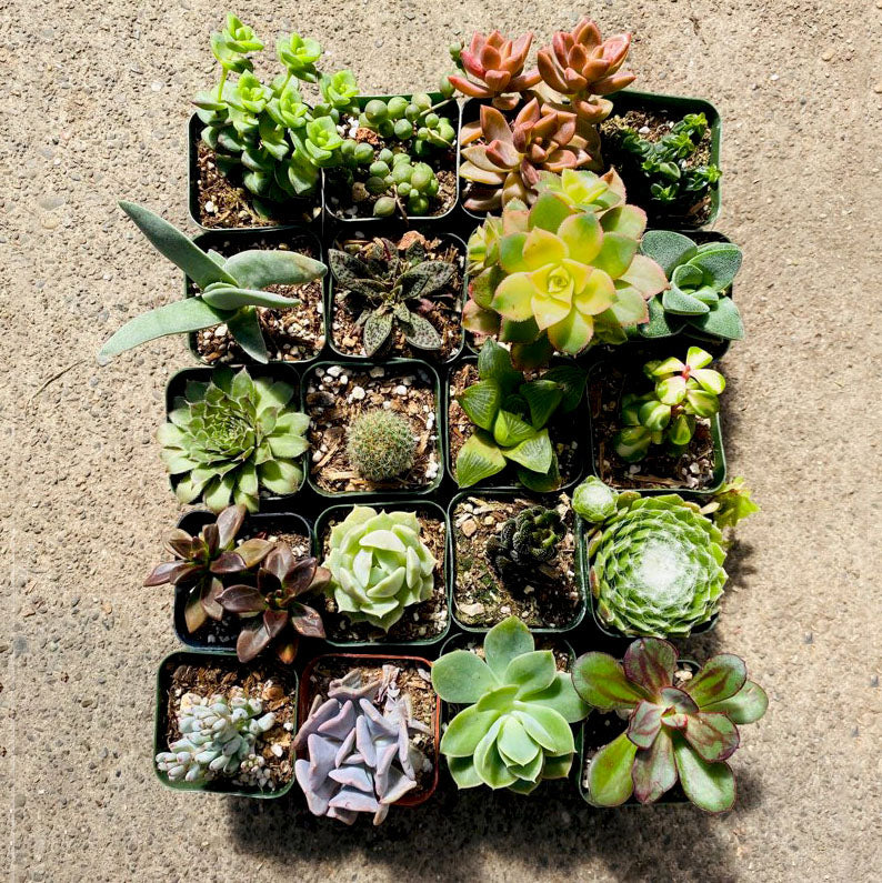 20 Colorful Succulents, 2-inch