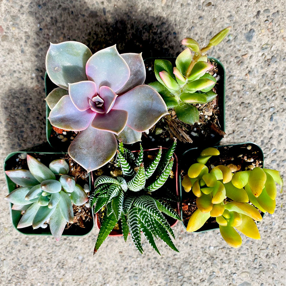 5 Colorful Succulents, 2-inch